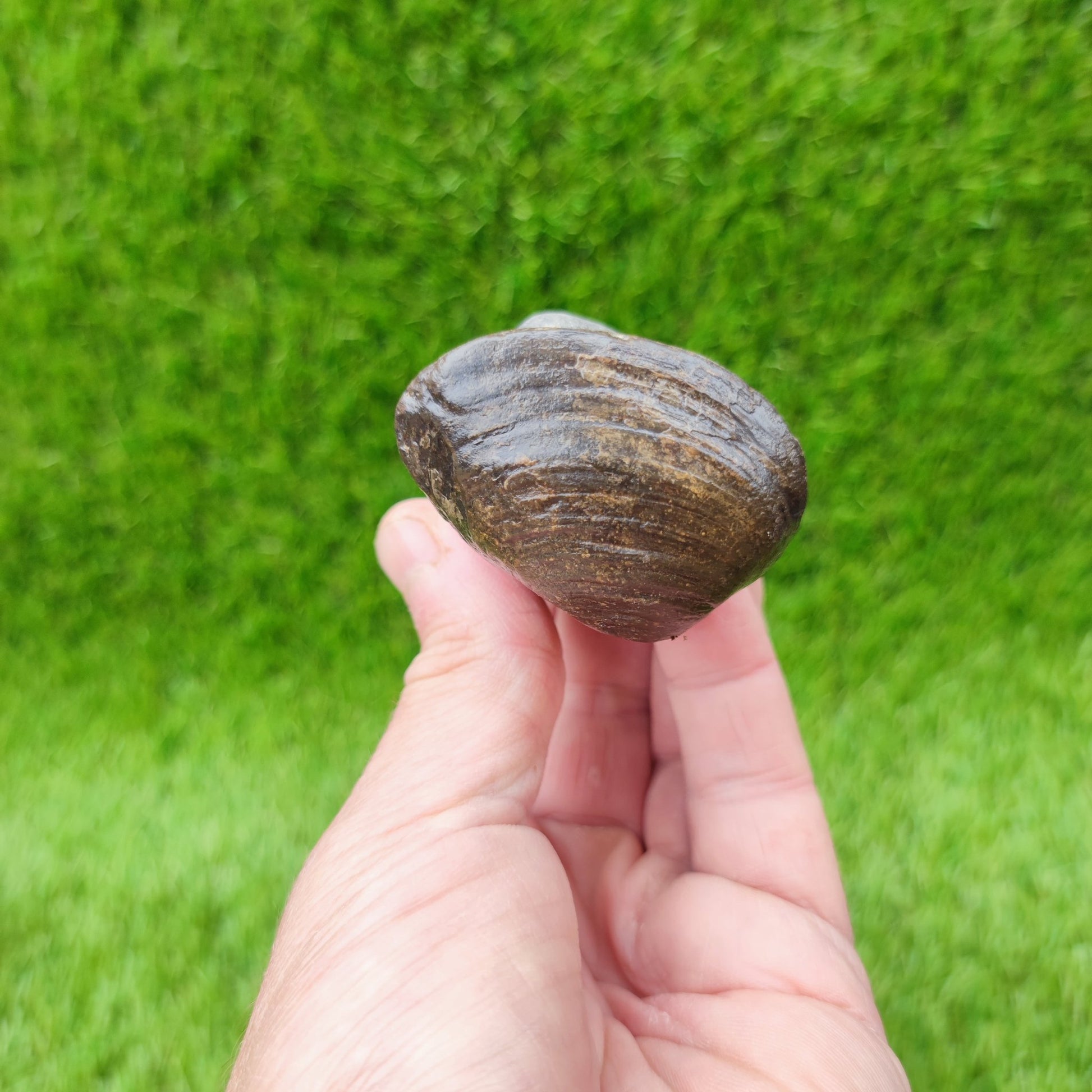 Shell fossil in limestone North Yorkshire UK - North Yorkshire Fossils