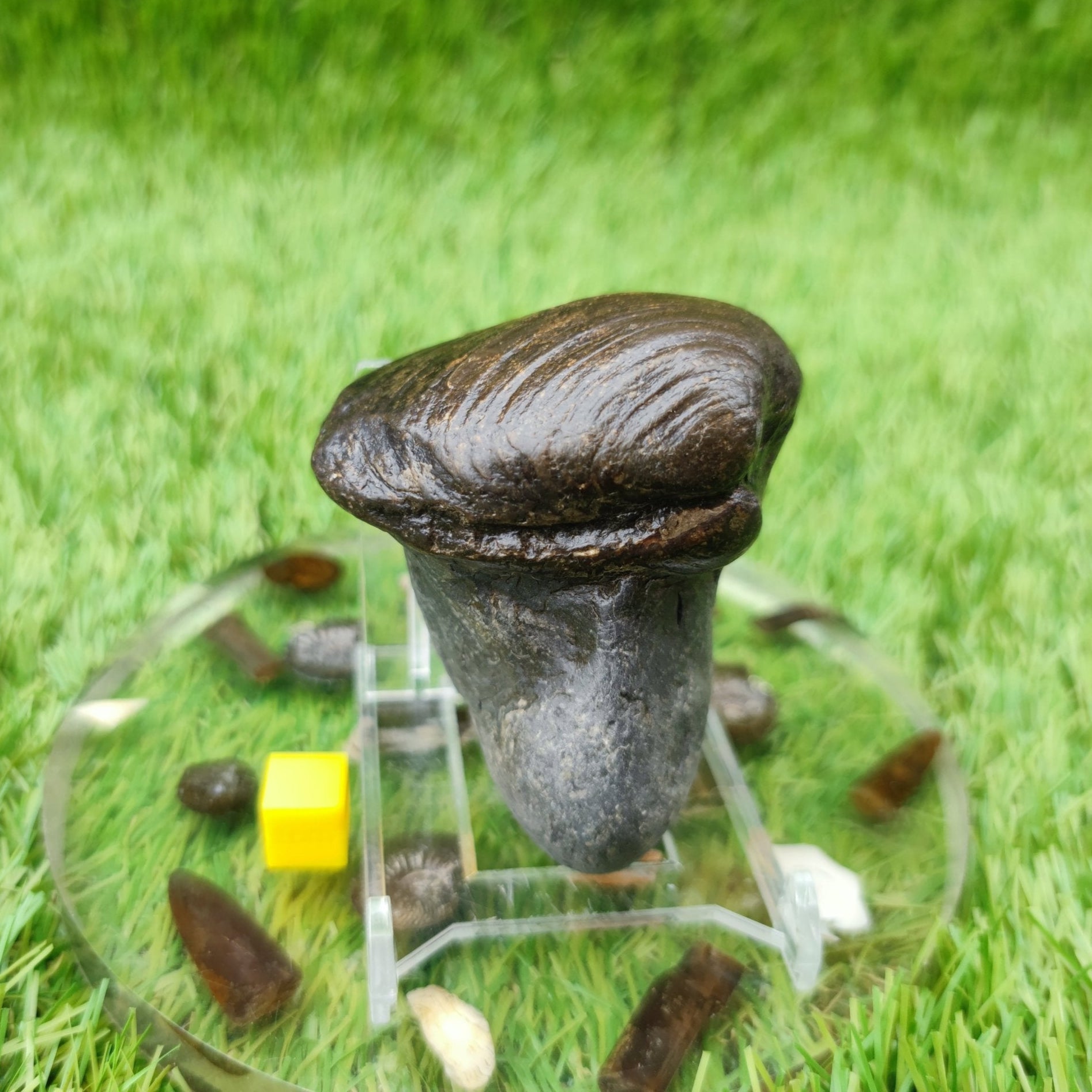 Shell fossil in limestone North Yorkshire UK - North Yorkshire Fossils
