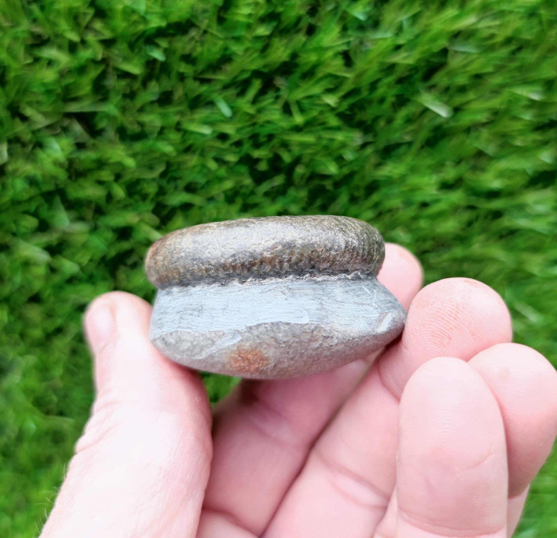 Small ammonite fossil Whitby - North Yorkshire Fossils