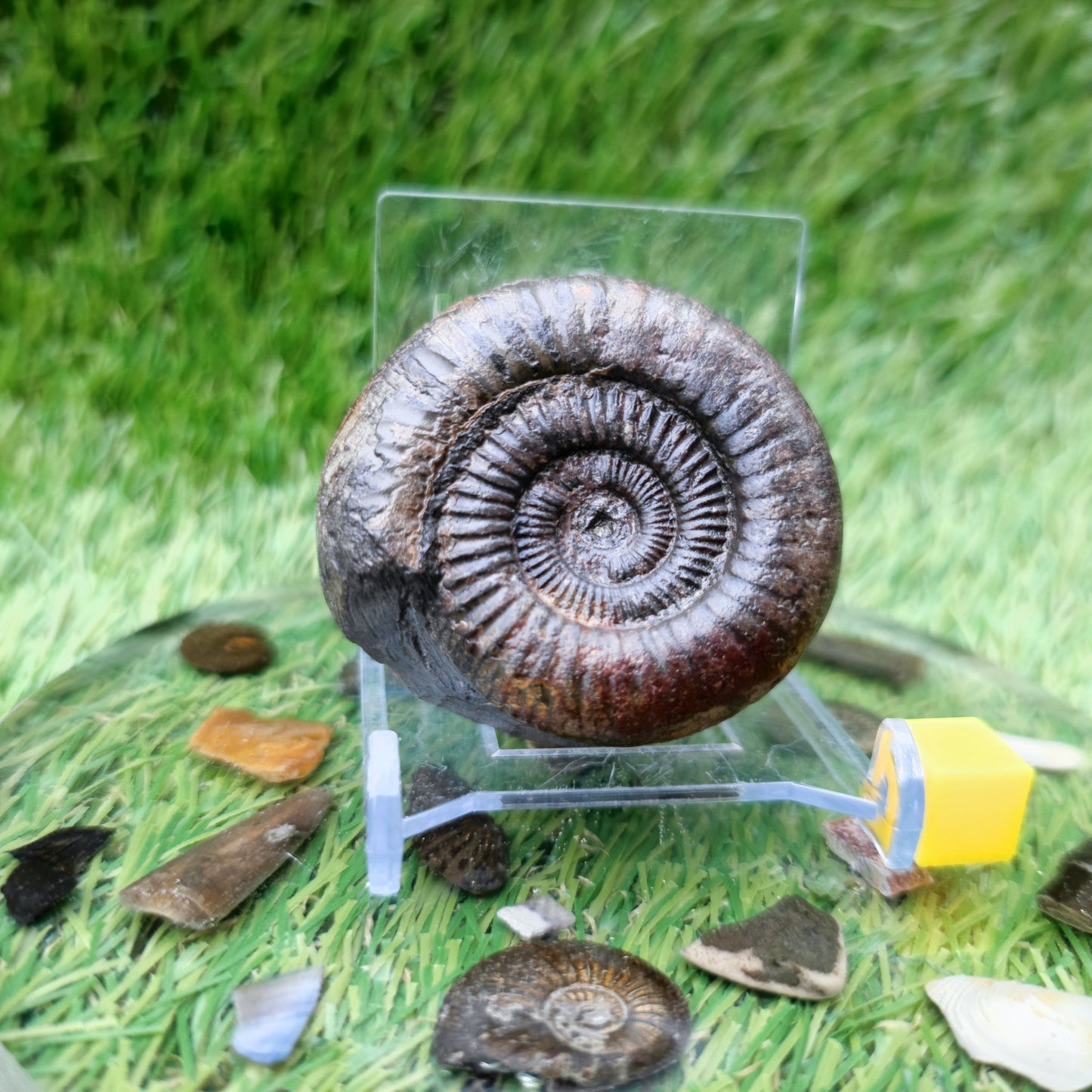 Small ammonite fossil Whitby - North Yorkshire Fossils