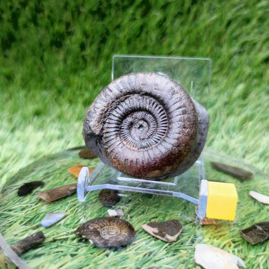 Small ammonite fossil Whitby - North Yorkshire Fossils