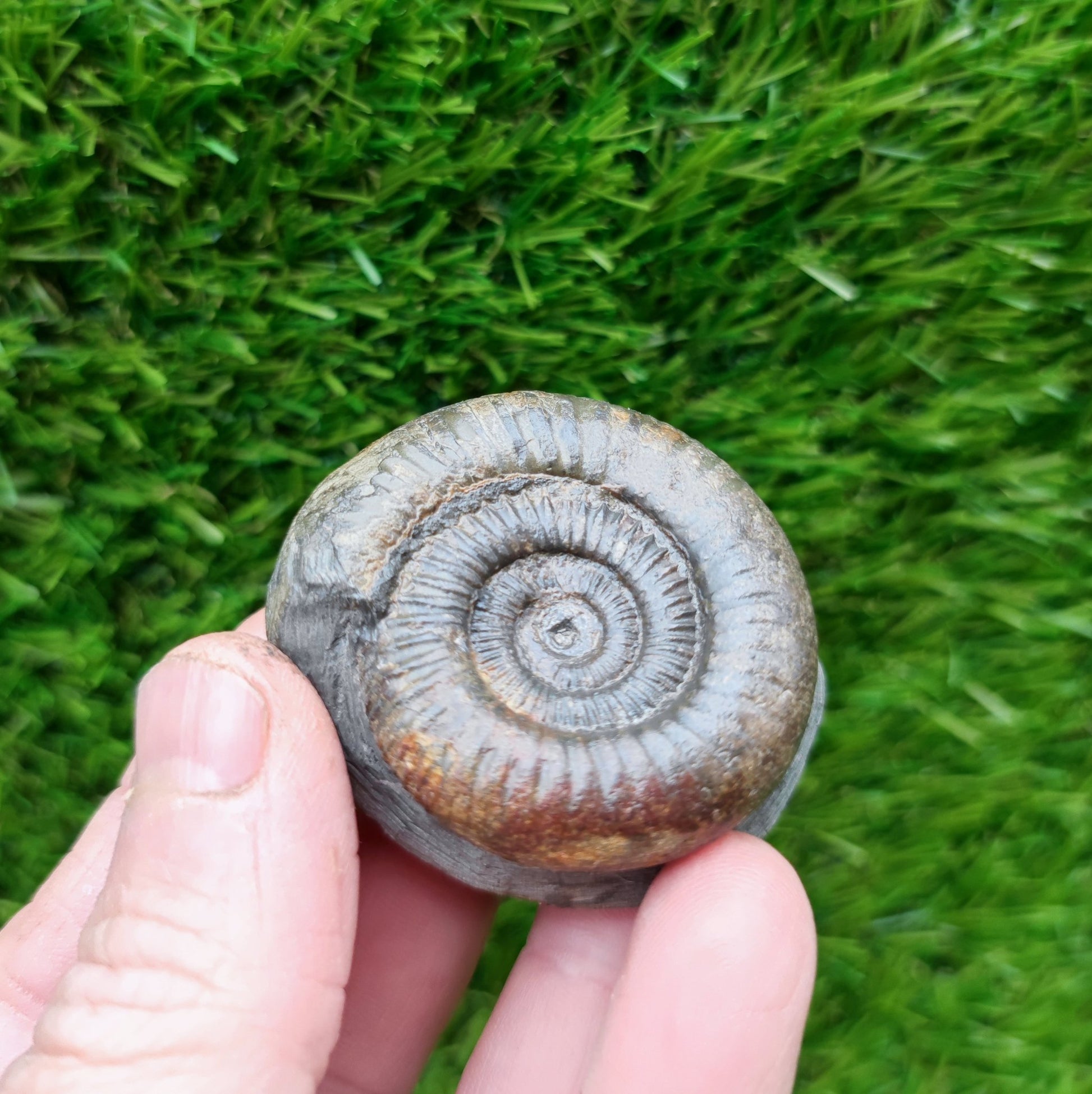 Small ammonite fossil Whitby - North Yorkshire Fossils