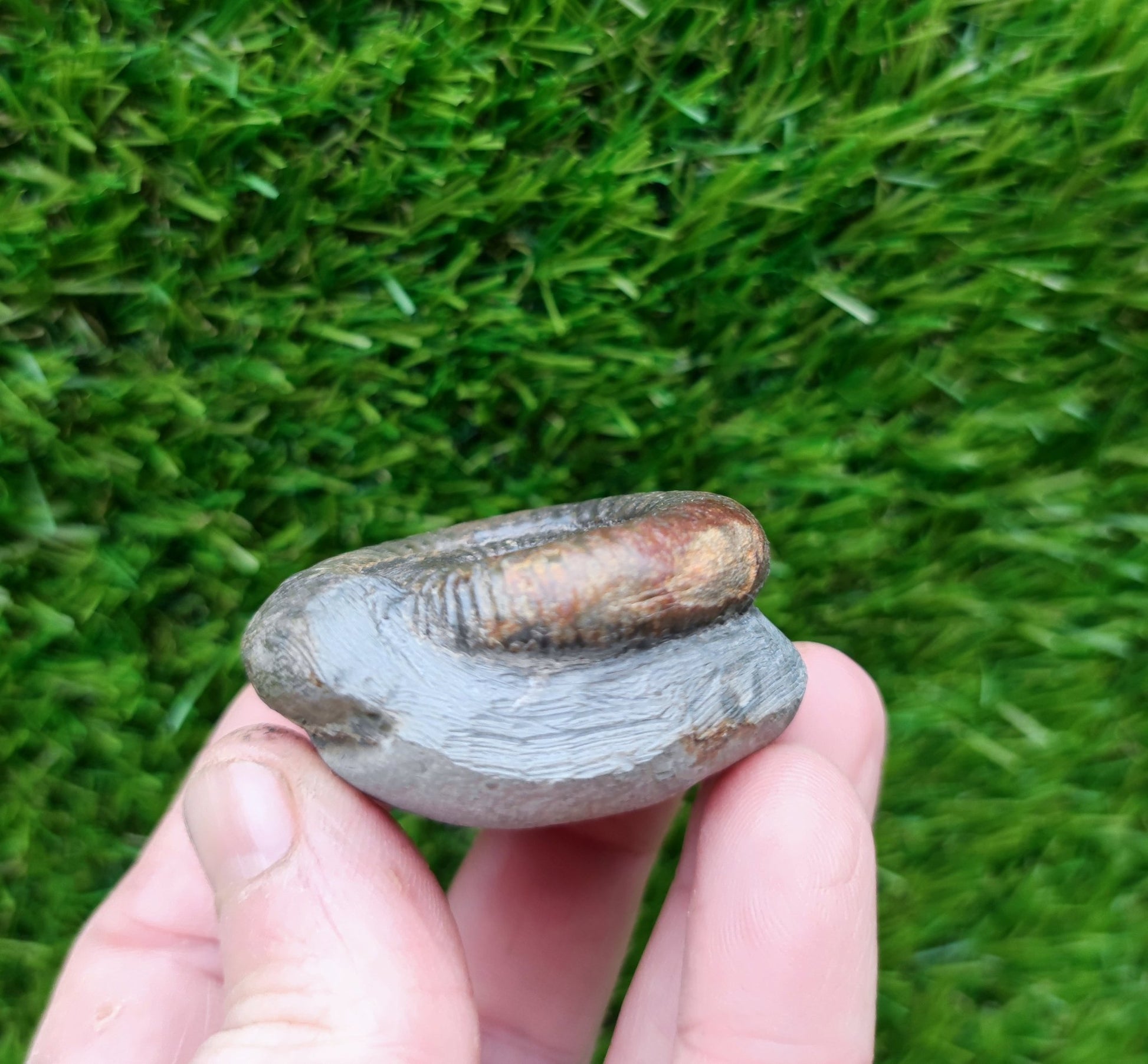 Small ammonite fossil Whitby - North Yorkshire Fossils