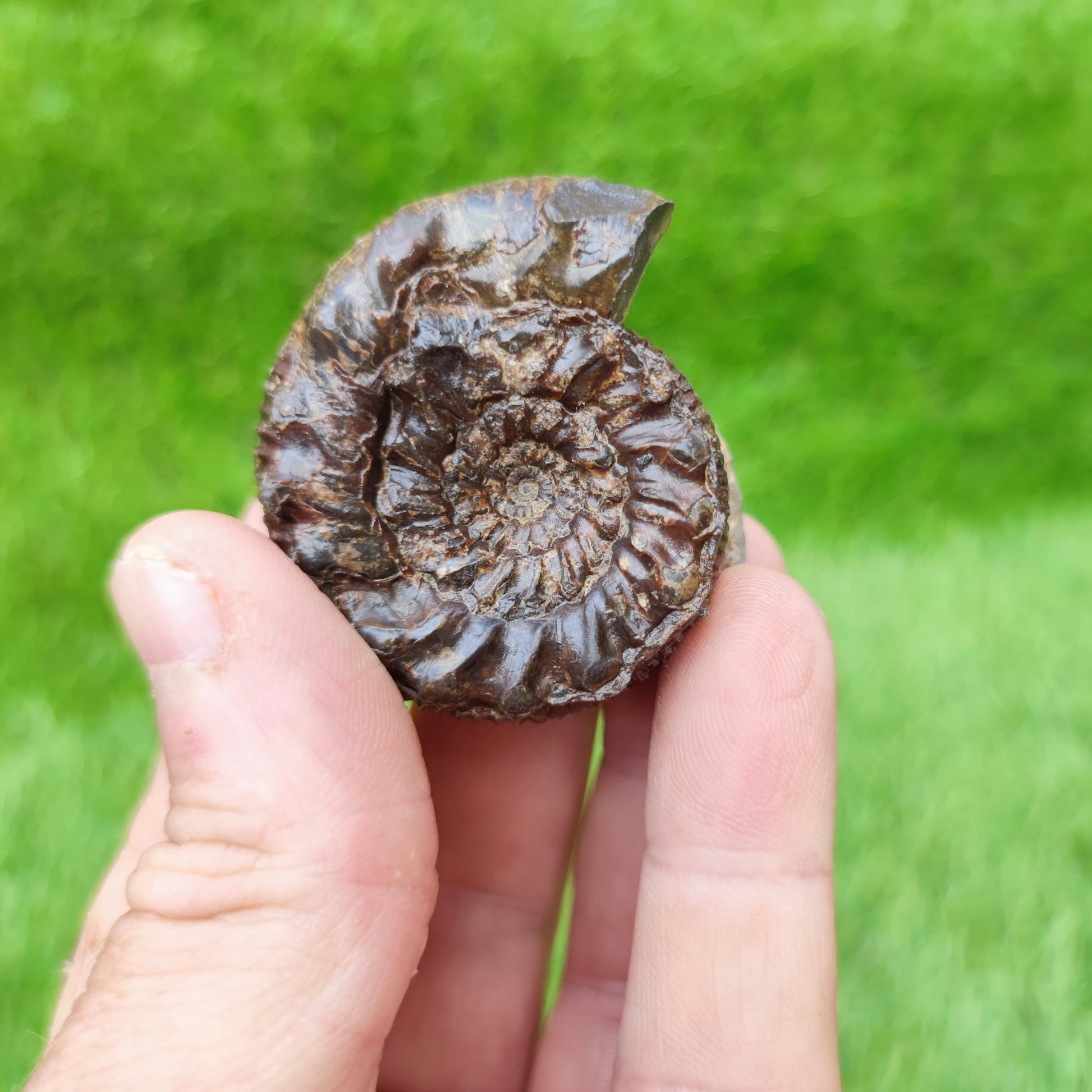 Spiny ammonite fossil Yorkshire UK - North Yorkshire Fossils