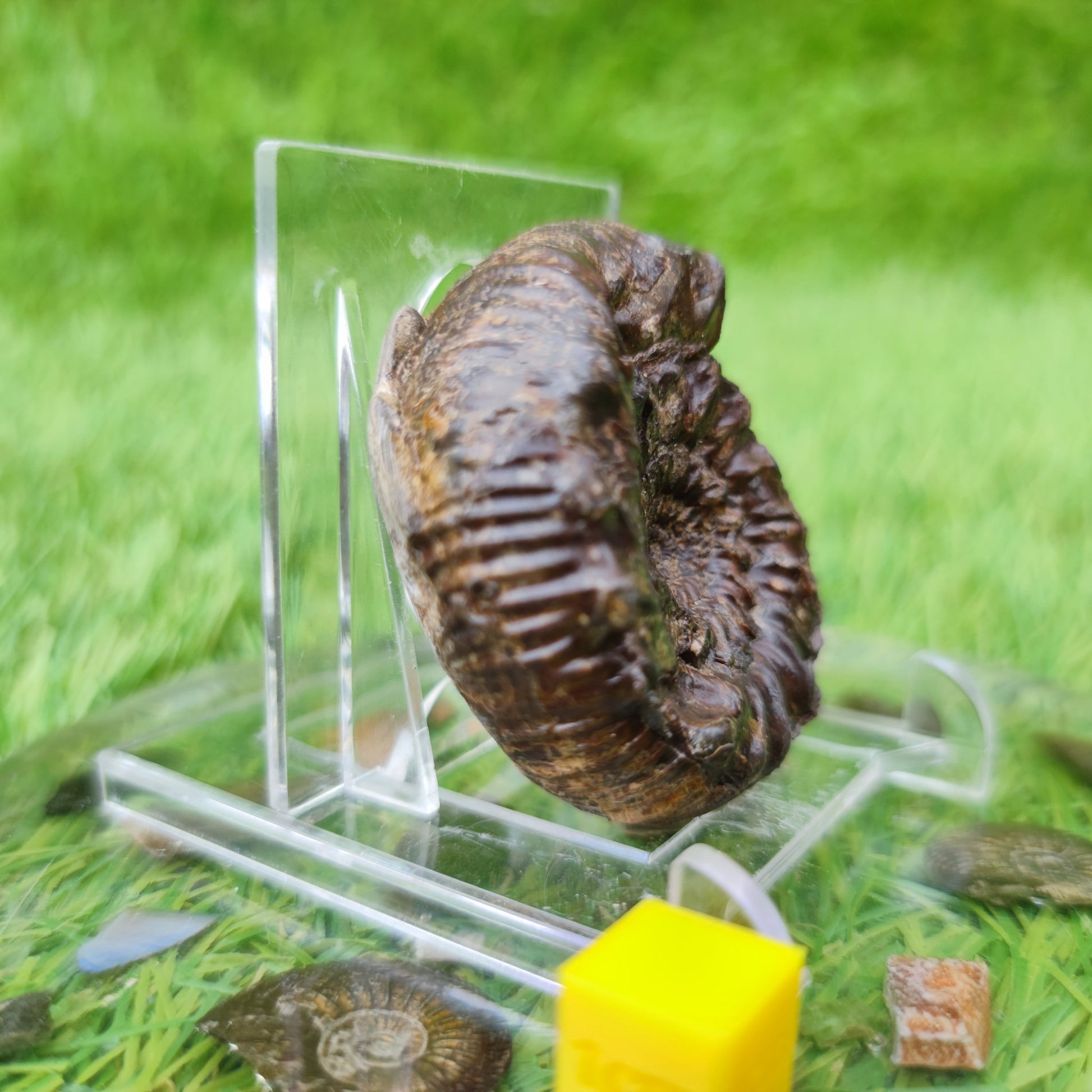 Spiny ammonite fossil Yorkshire UK - North Yorkshire Fossils