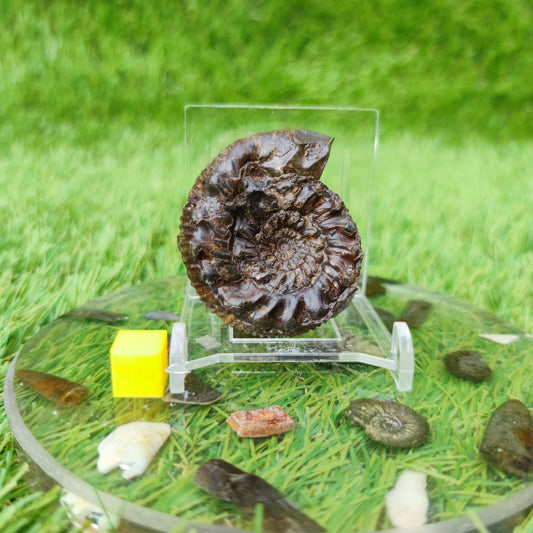 Spiny ammonite fossil Yorkshire UK - North Yorkshire Fossils