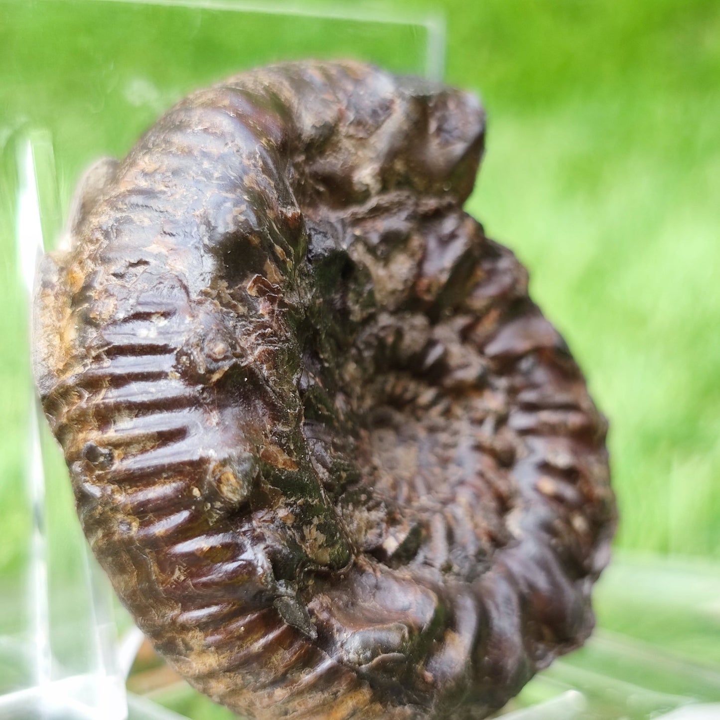 Spiny ammonite fossil Yorkshire UK - North Yorkshire Fossils