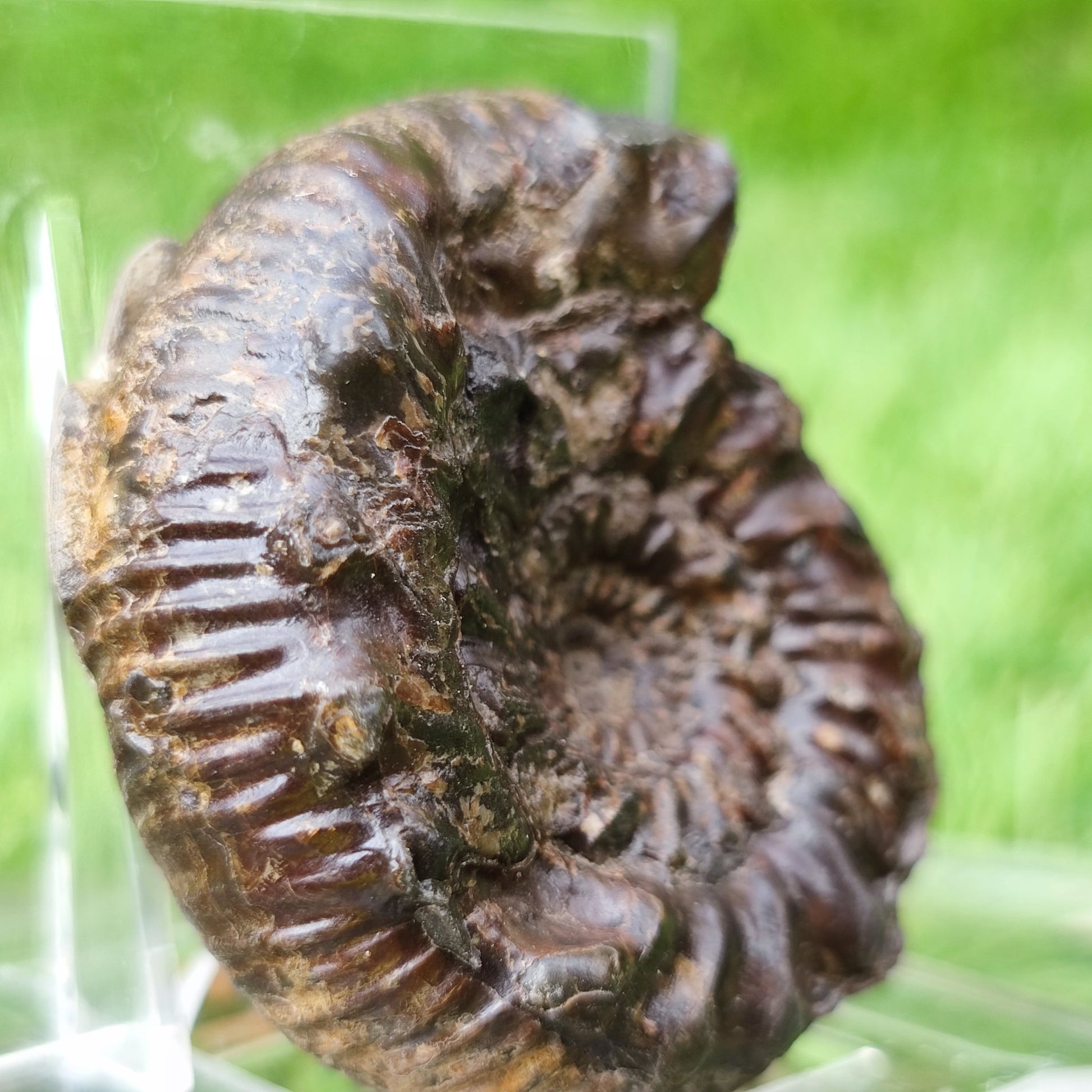 Spiny ammonite fossil Yorkshire UK - North Yorkshire Fossils