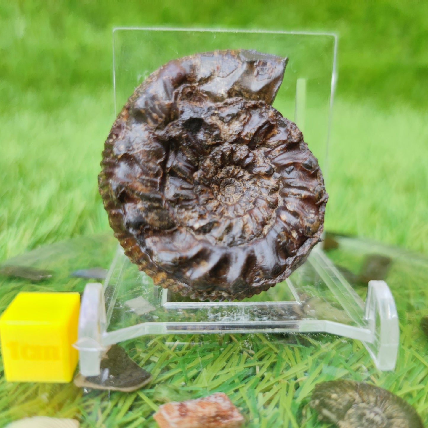 Spiny ammonite fossil Yorkshire UK - North Yorkshire Fossils