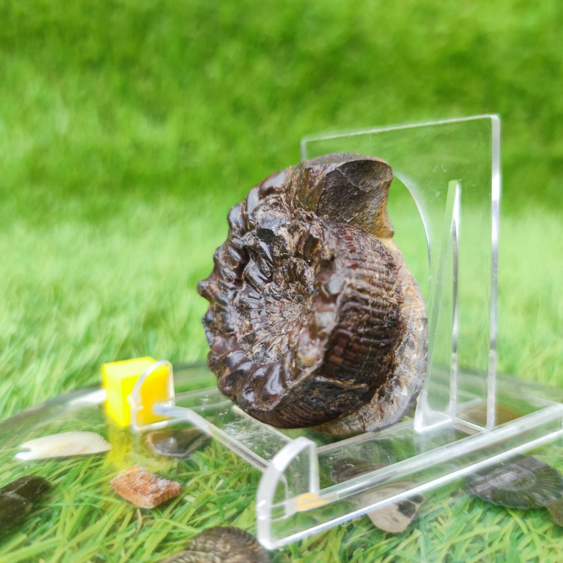 Spiny ammonite fossil Yorkshire UK - North Yorkshire Fossils
