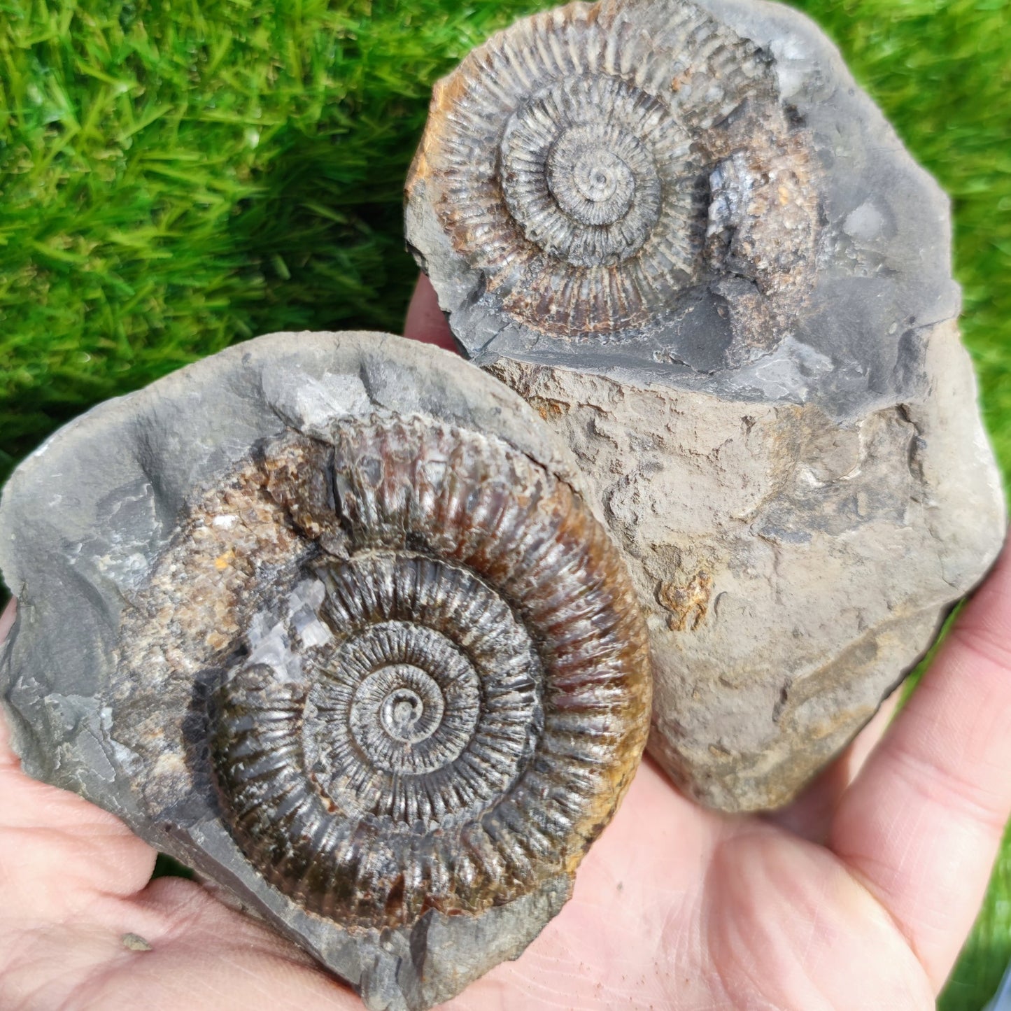 Split pair ammonite North Yorkshire Fossils - North Yorkshire Fossils