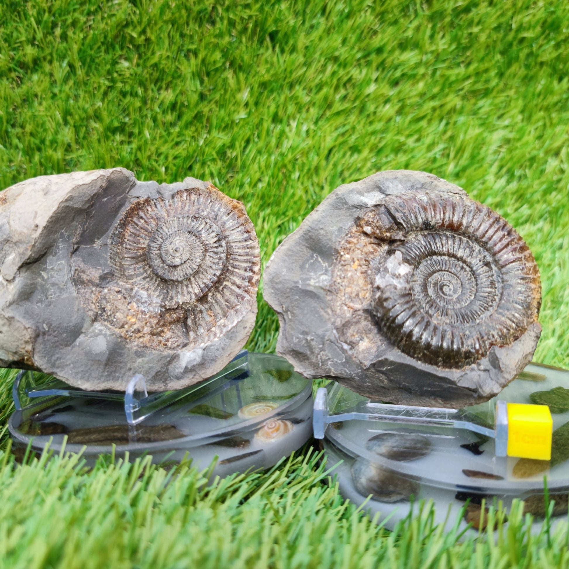 Split pair ammonite North Yorkshire Fossils - North Yorkshire Fossils
