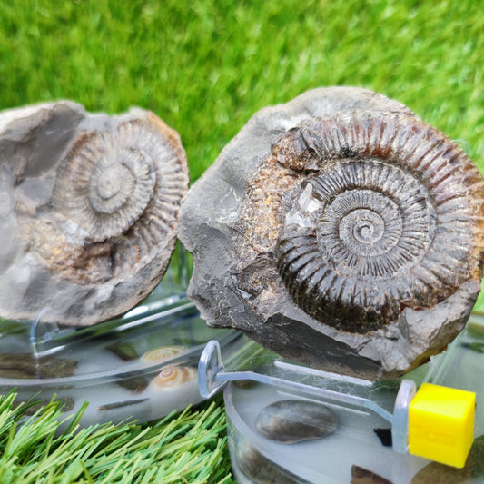Split pair ammonite North Yorkshire Fossils - North Yorkshire Fossils