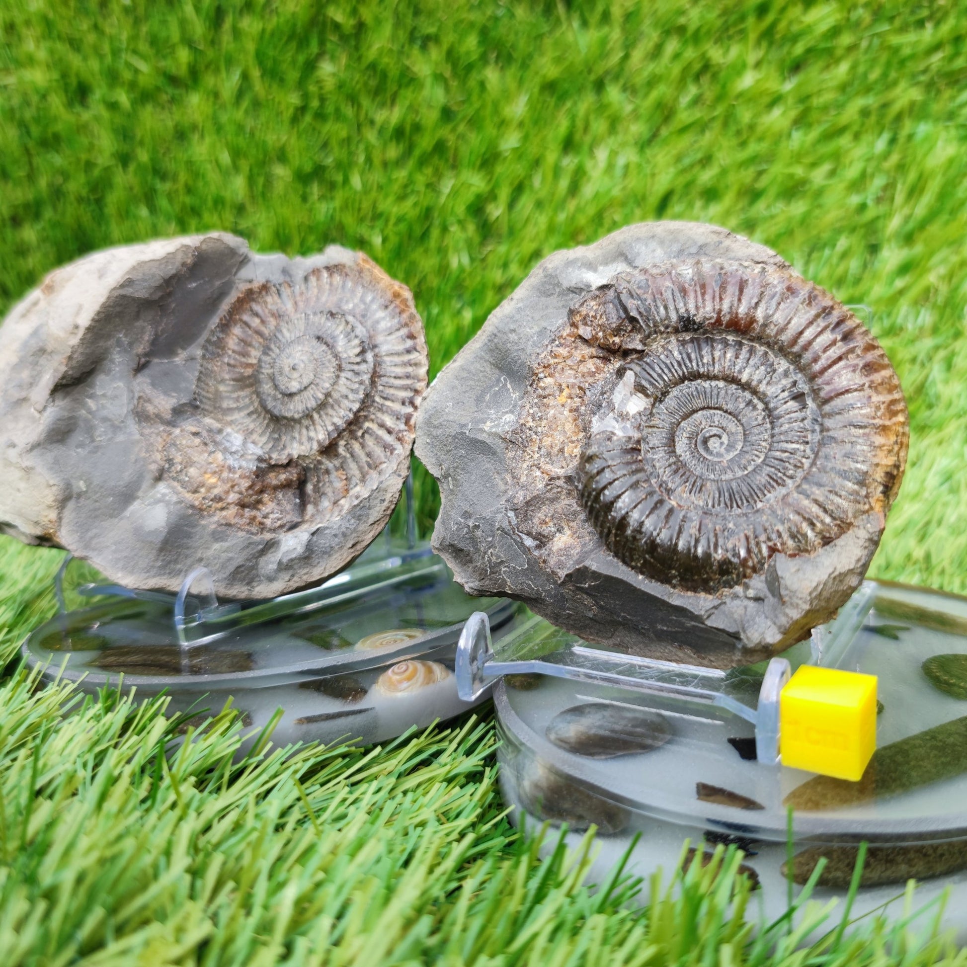 Split pair ammonite North Yorkshire Fossils - North Yorkshire Fossils