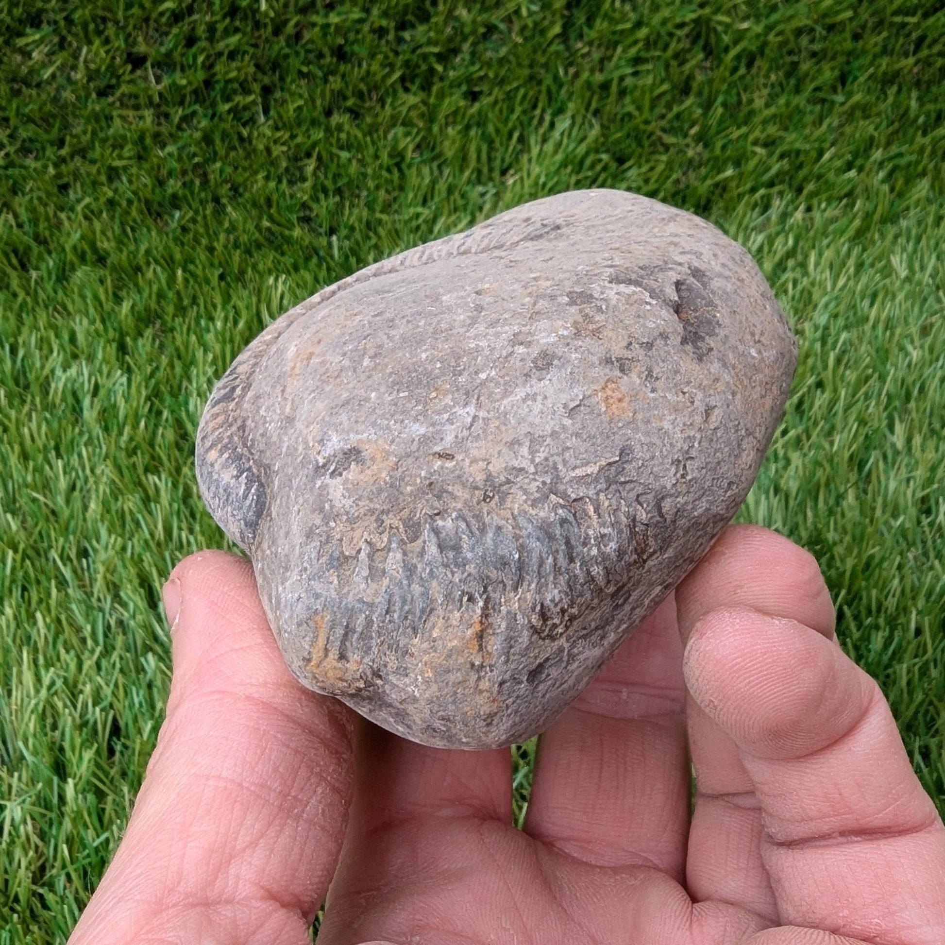 Split your own/ prepare your own ammonite fossil - North Yorkshire Fossils