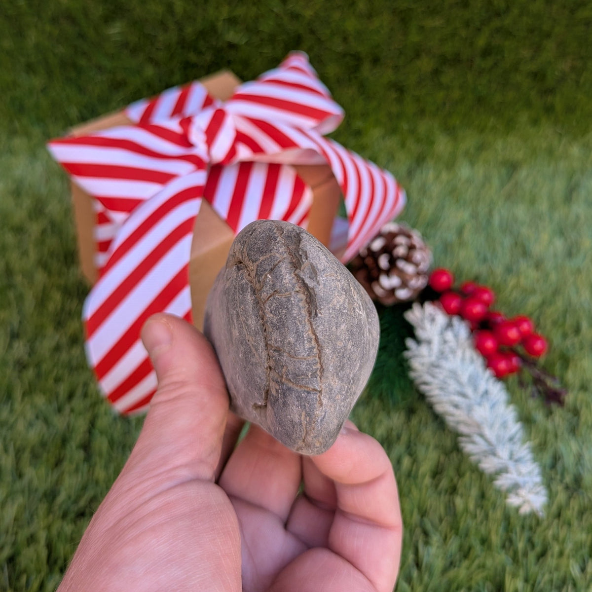 Split your own/ prepare your own ammonite fossil - North Yorkshire Fossils
