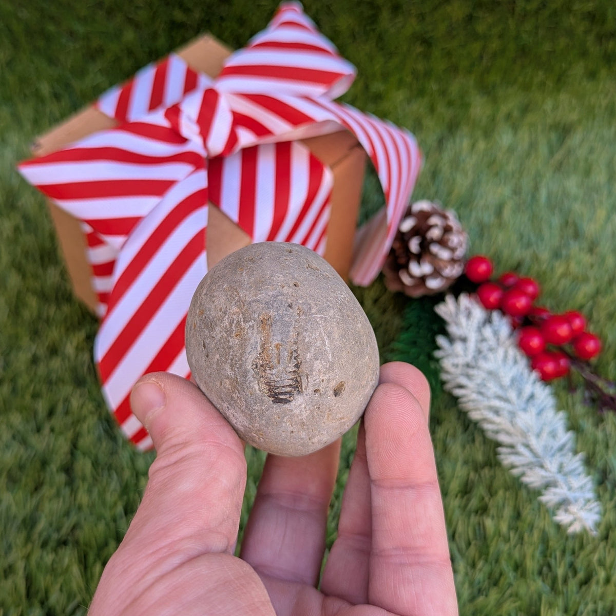 Split your own/ prepare your own ammonite fossil - North Yorkshire Fossils