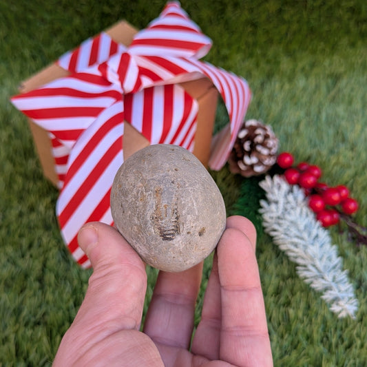 Split your own/ prepare your own ammonite fossil - North Yorkshire Fossils