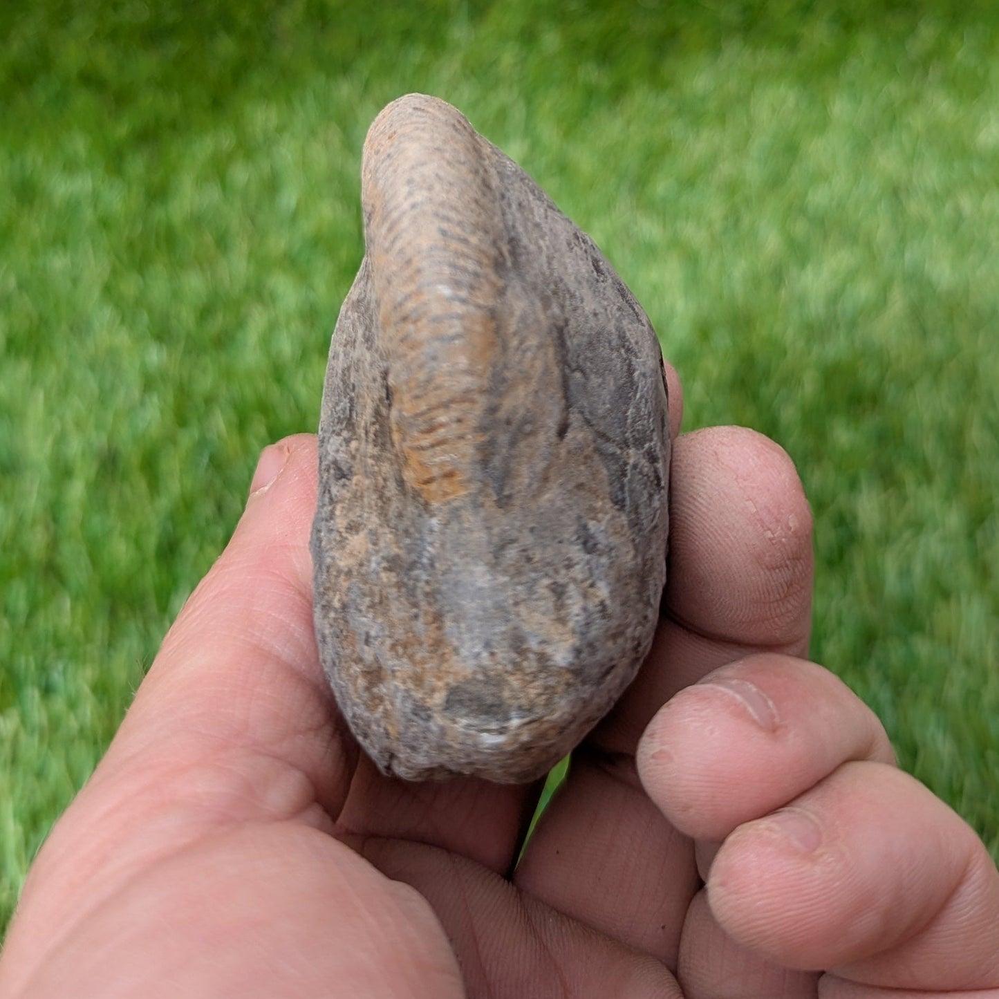 Split your own/ prepare your own ammonite fossil - North Yorkshire Fossils