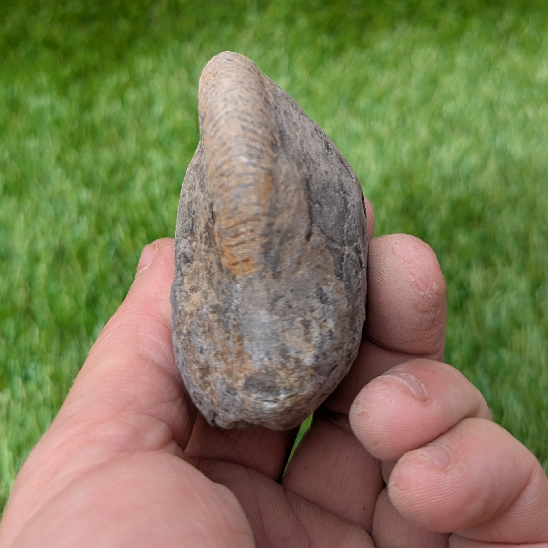 Split your own/ prepare your own ammonite fossil - North Yorkshire Fossils