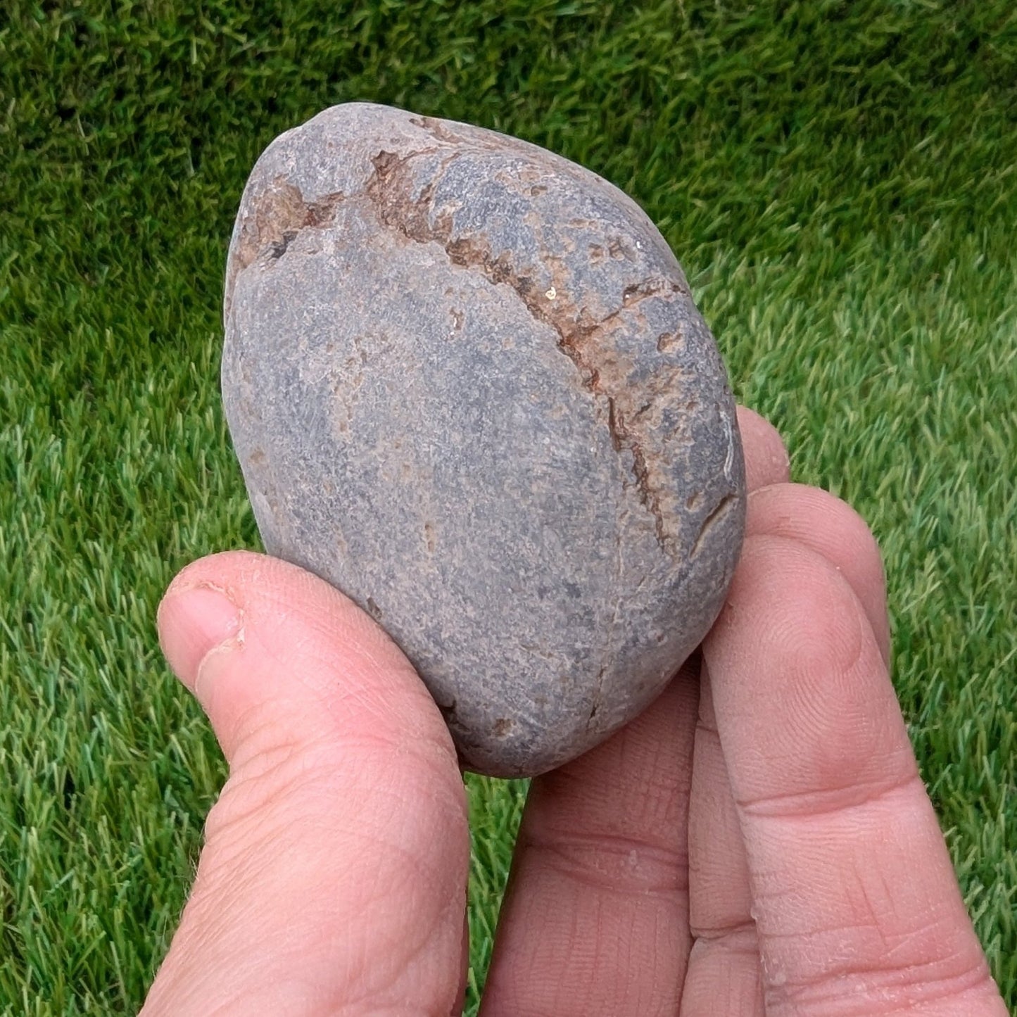Split your own/ prepare your own ammonite fossil - North Yorkshire Fossils
