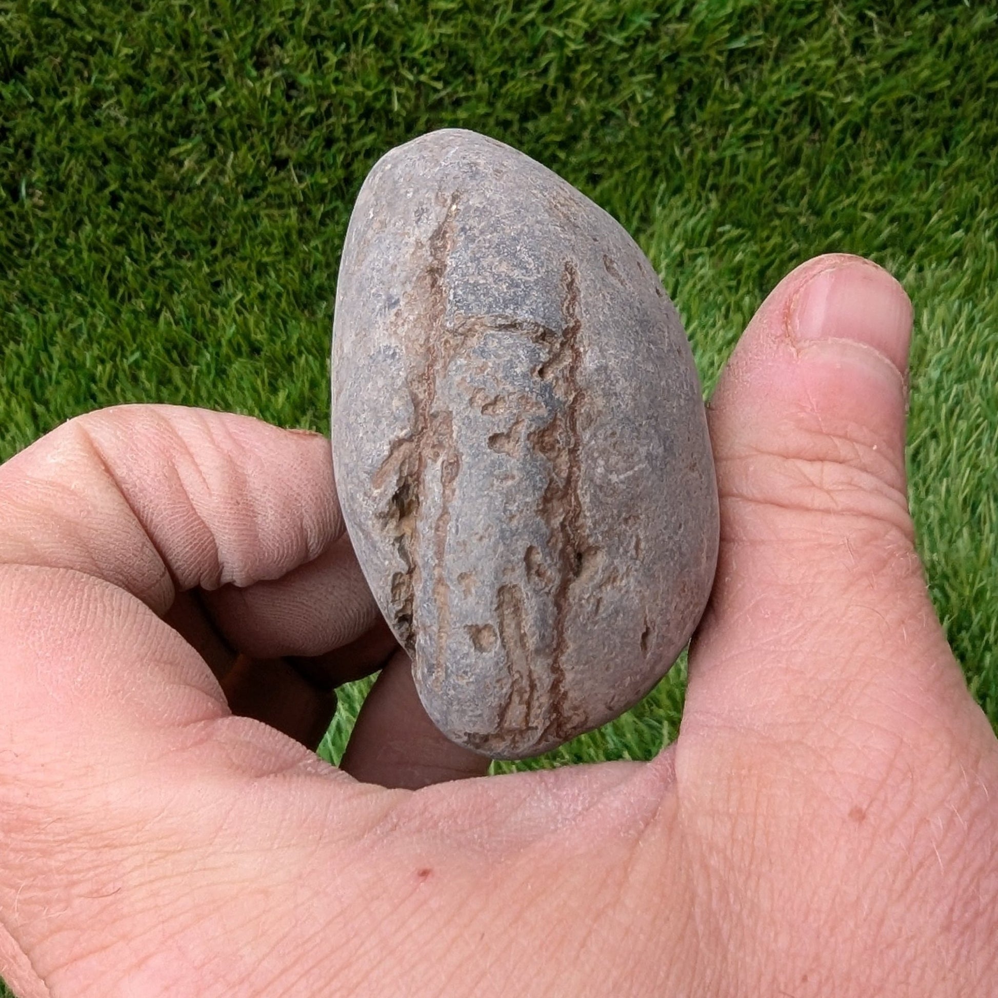 Split your own/ prepare your own ammonite fossil - North Yorkshire Fossils