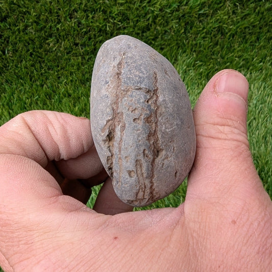 Split your own/ prepare your own ammonite fossil - North Yorkshire Fossils
