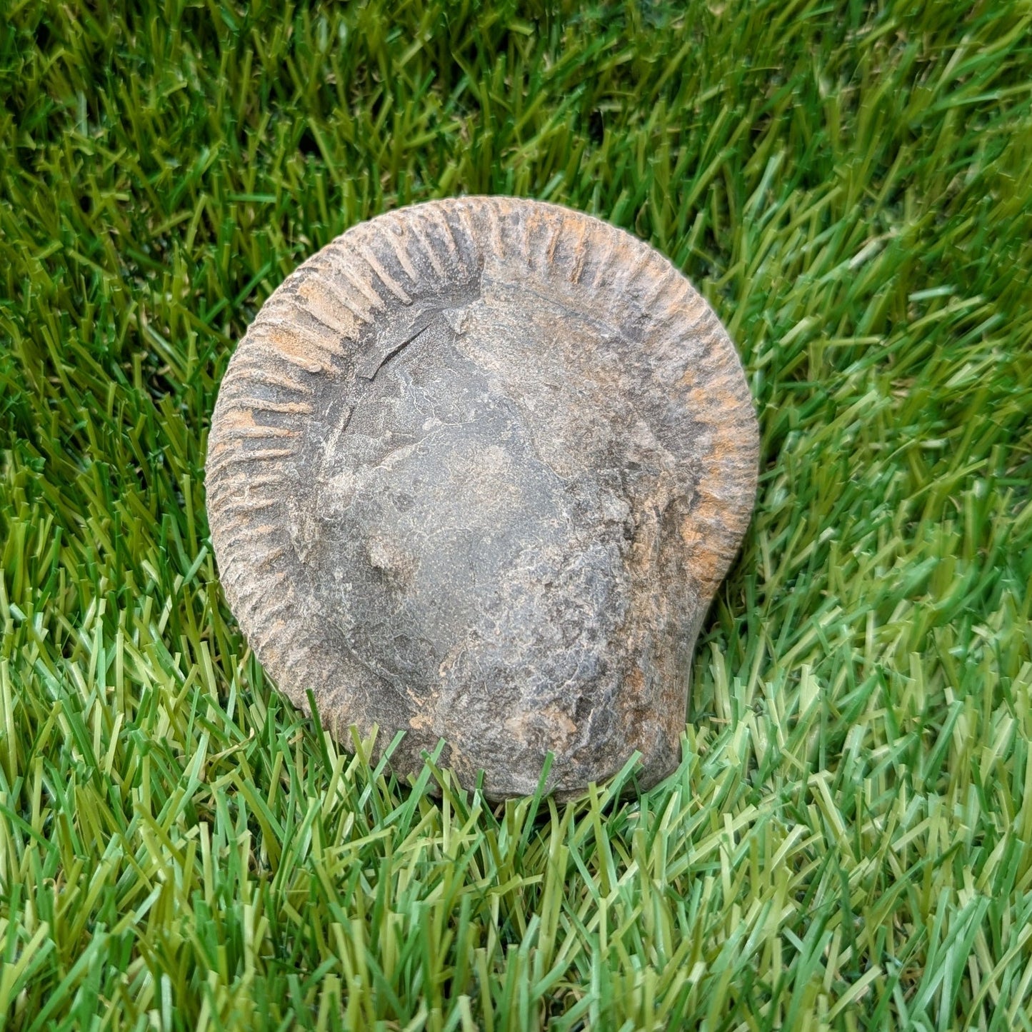Split your own/ prepare your own ammonite fossil - North Yorkshire Fossils