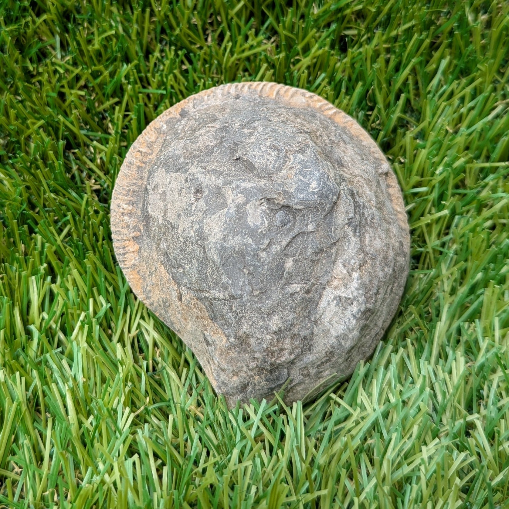 Split your own/ prepare your own ammonite fossil - North Yorkshire Fossils