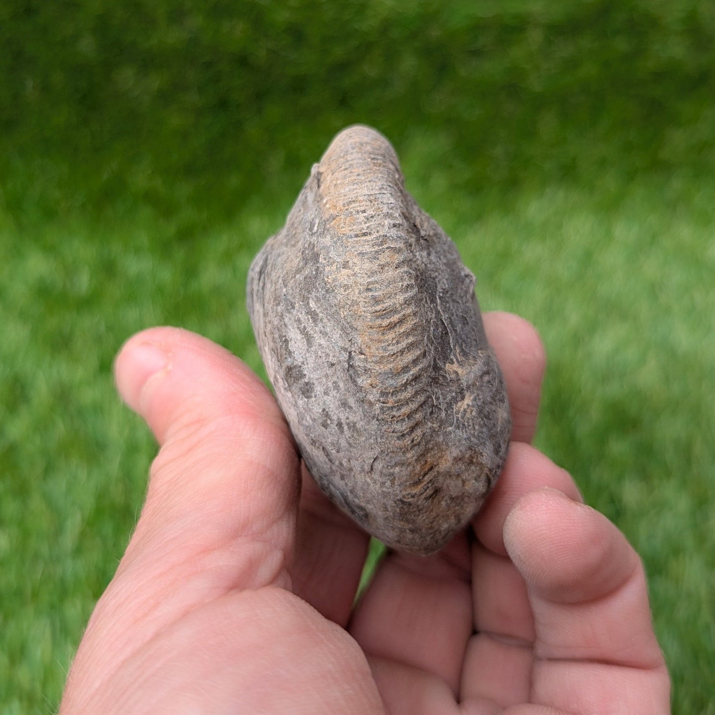 Split your own/ prepare your own ammonite fossil - North Yorkshire Fossils