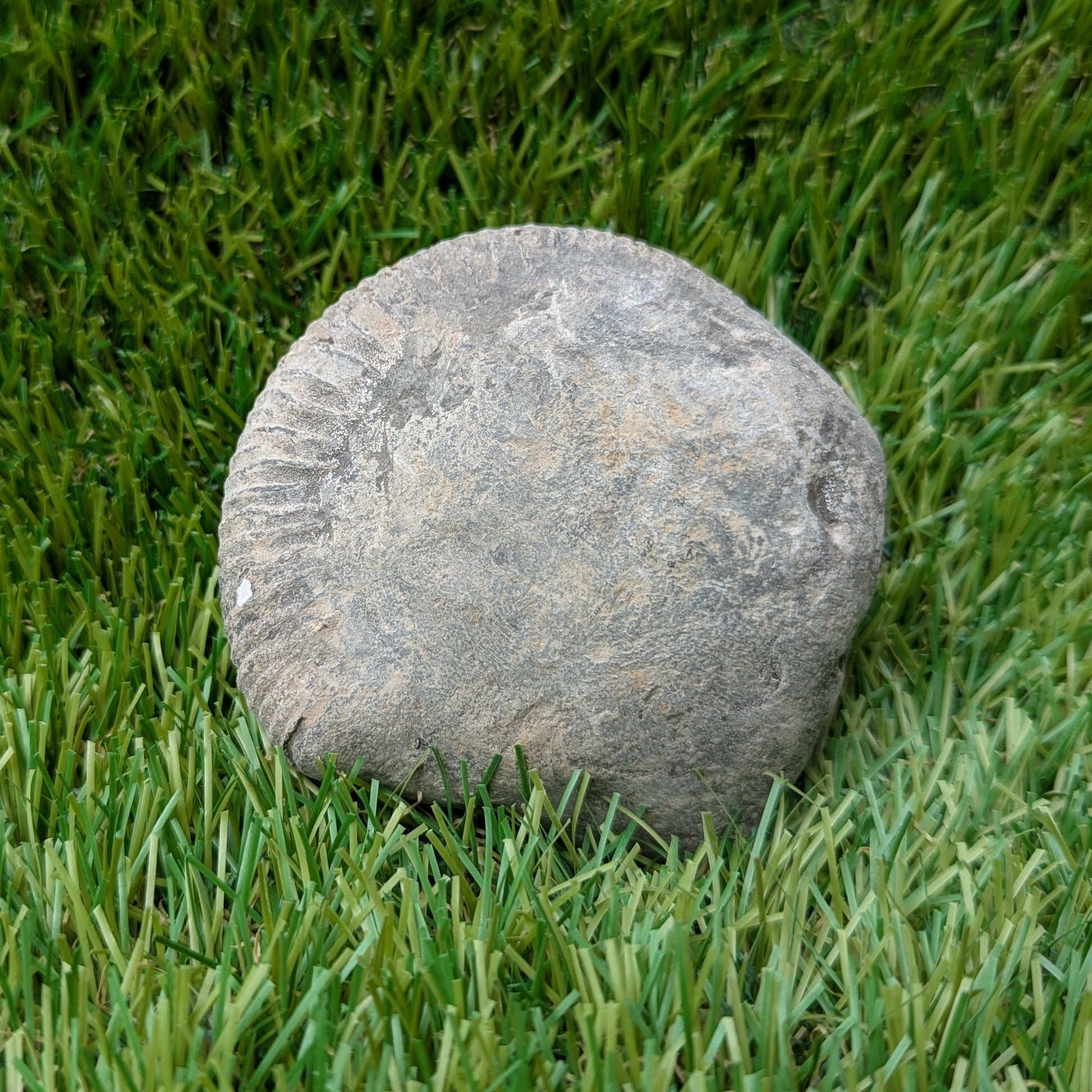 Split your own/ prepare your own ammonite fossil - North Yorkshire Fossils