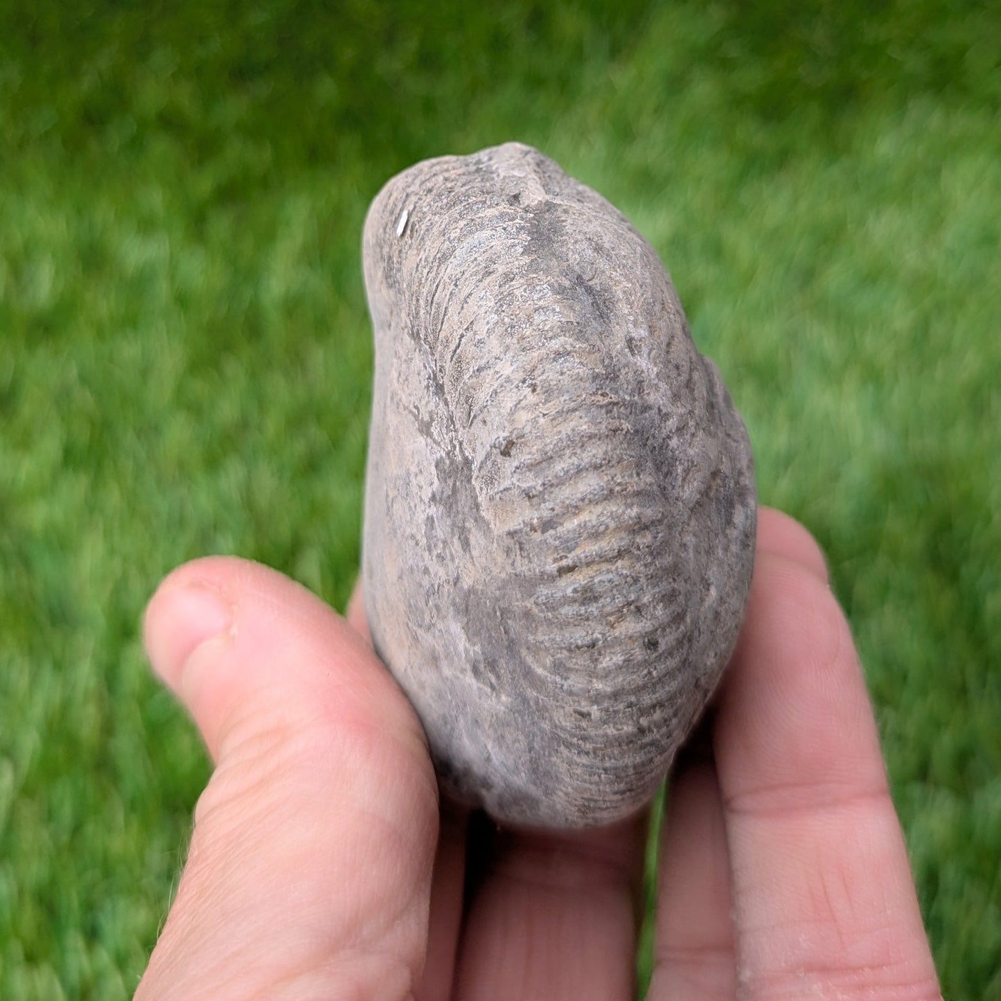Split your own/ prepare your own ammonite fossil - North Yorkshire Fossils