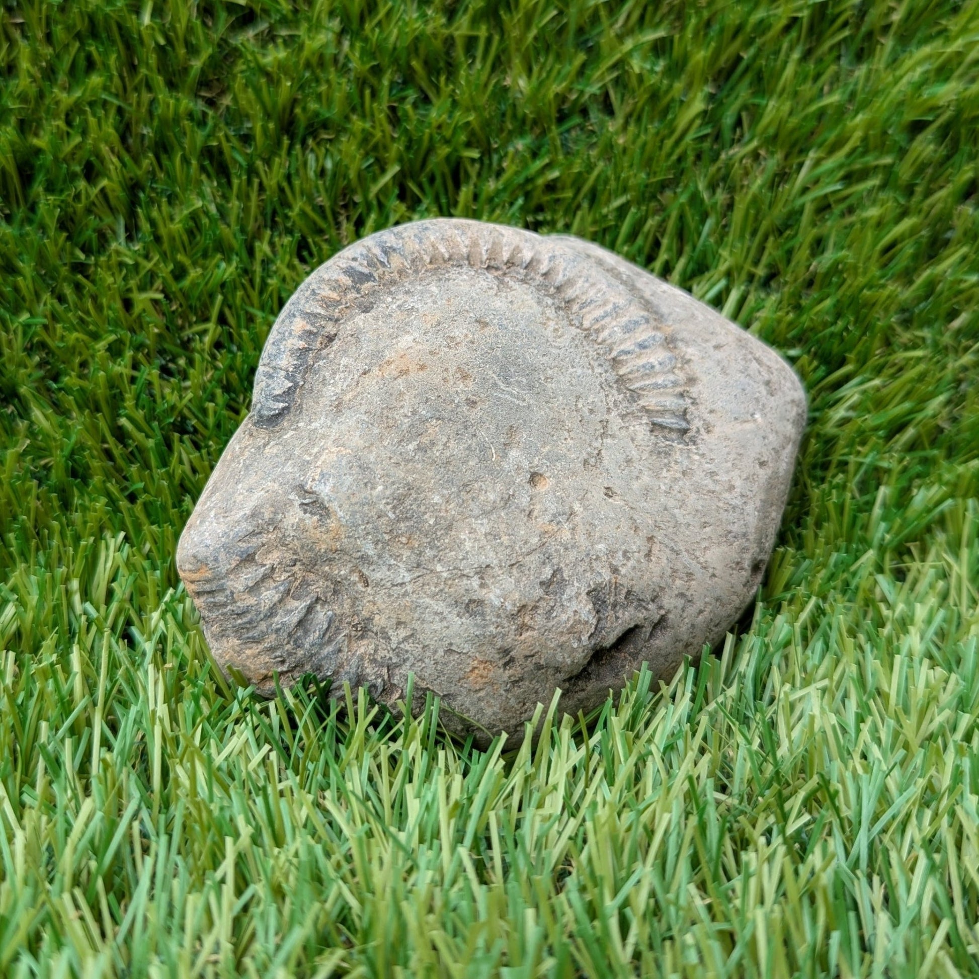 Split your own/ prepare your own ammonite fossil - North Yorkshire Fossils