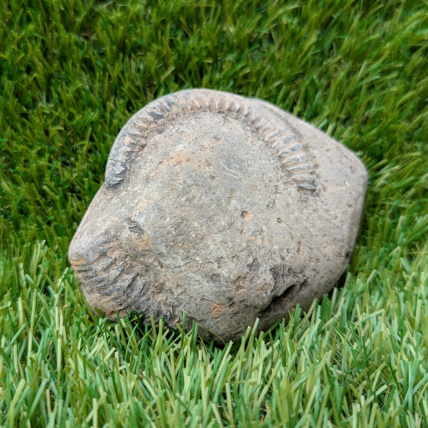 Split your own/ prepare your own ammonite fossil - North Yorkshire Fossils