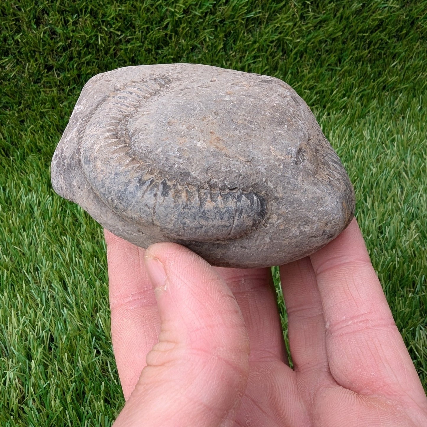 Split your own/ prepare your own ammonite fossil - North Yorkshire Fossils