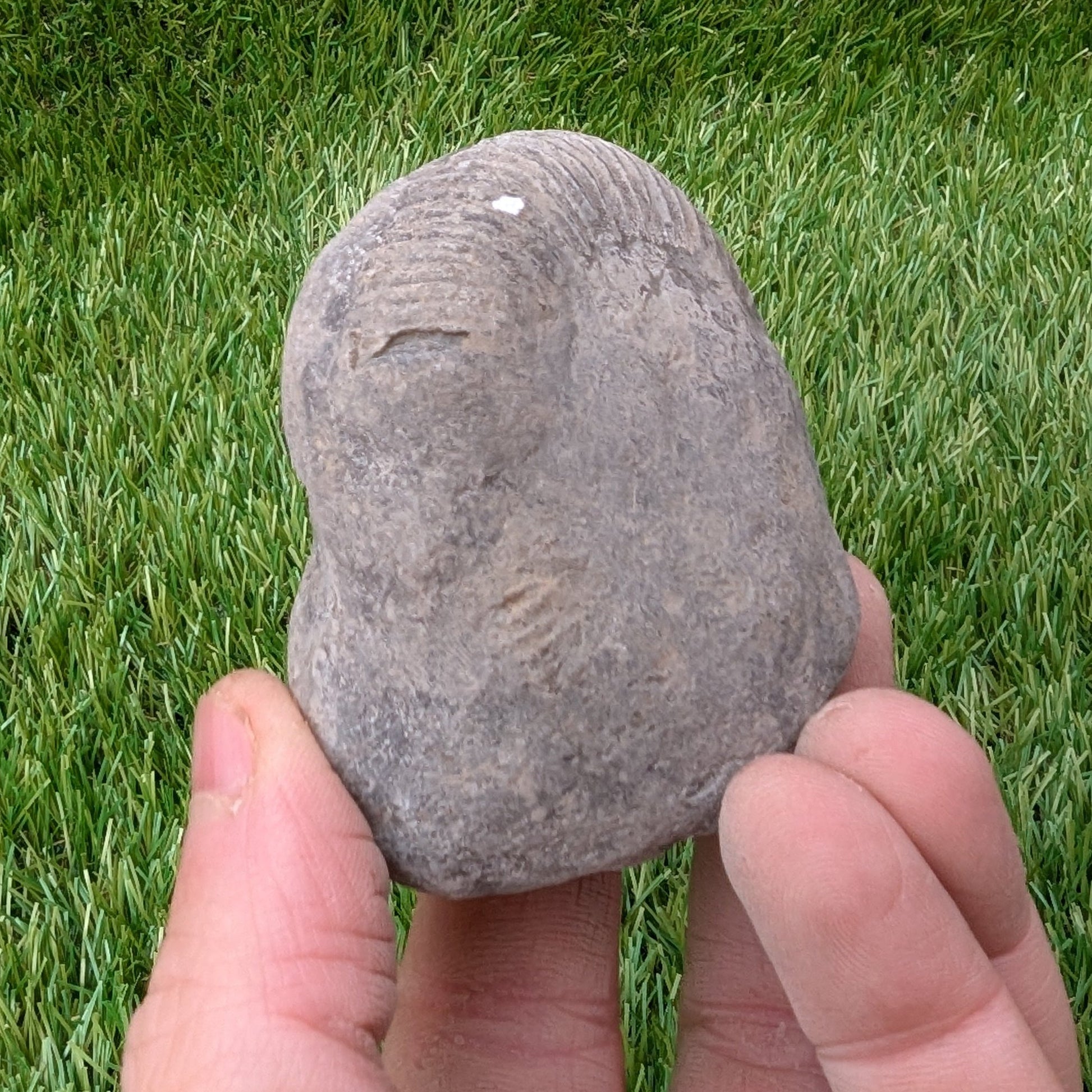 Split your own/ prepare your own ammonite fossil - North Yorkshire Fossils