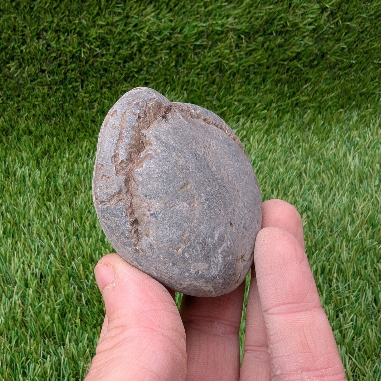 Split your own/ prepare your own ammonite fossil - North Yorkshire Fossils