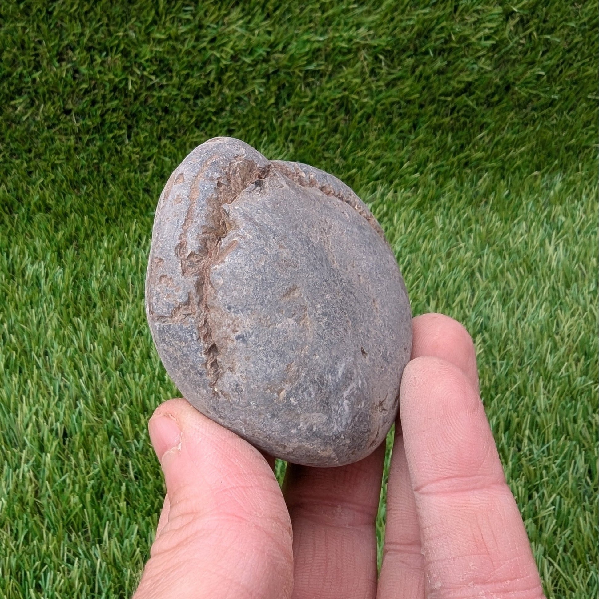 Split your own/ prepare your own ammonite fossil - North Yorkshire Fossils