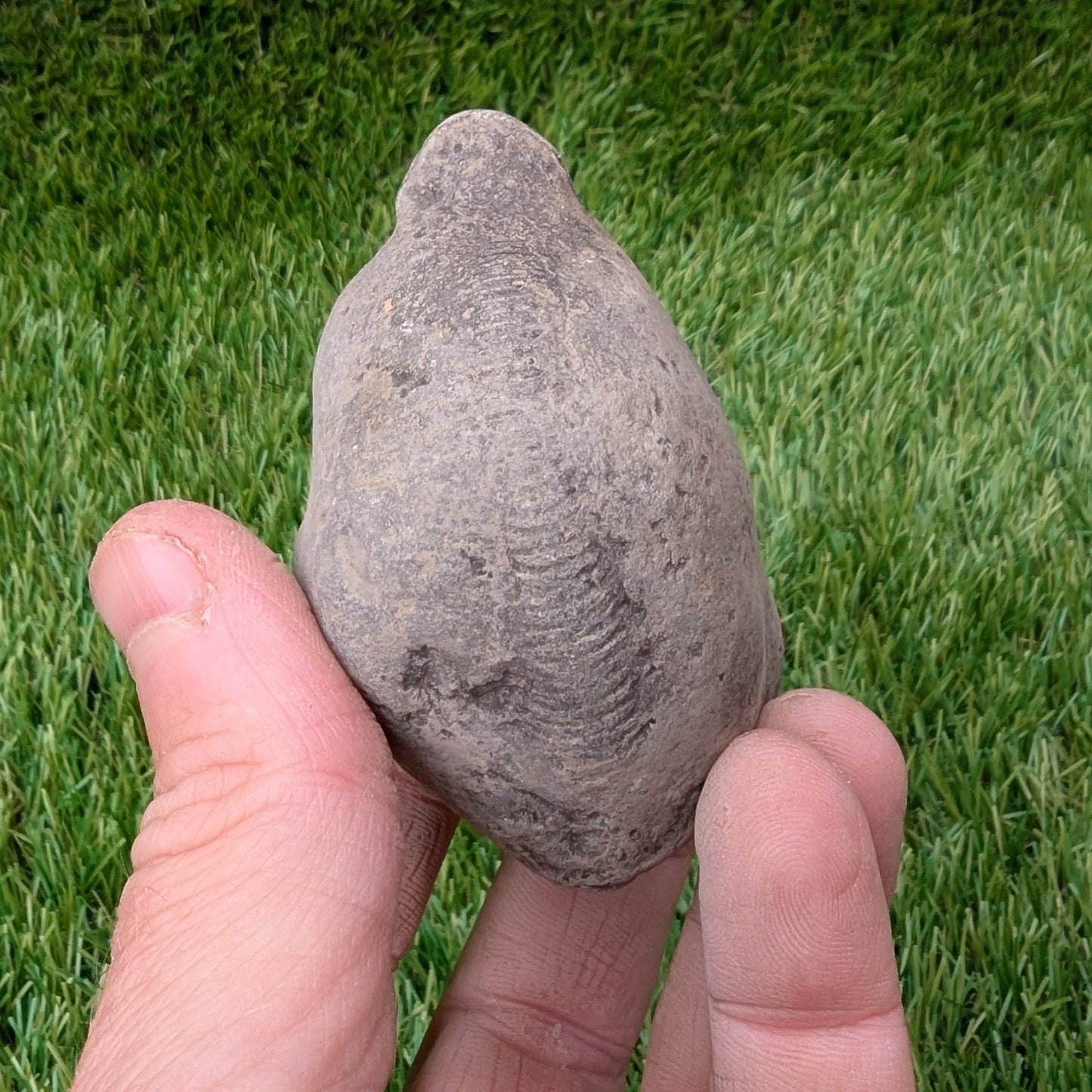 Split your own/ prepare your own ammonite fossil - North Yorkshire Fossils