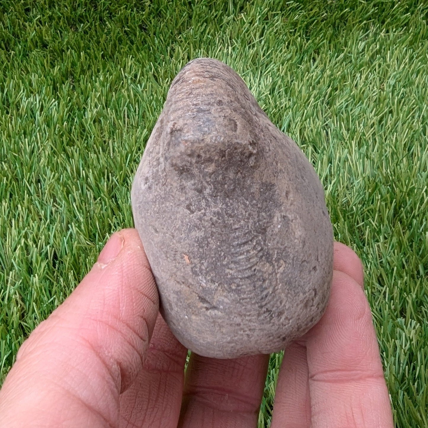 Split your own/ prepare your own ammonite fossil - North Yorkshire Fossils