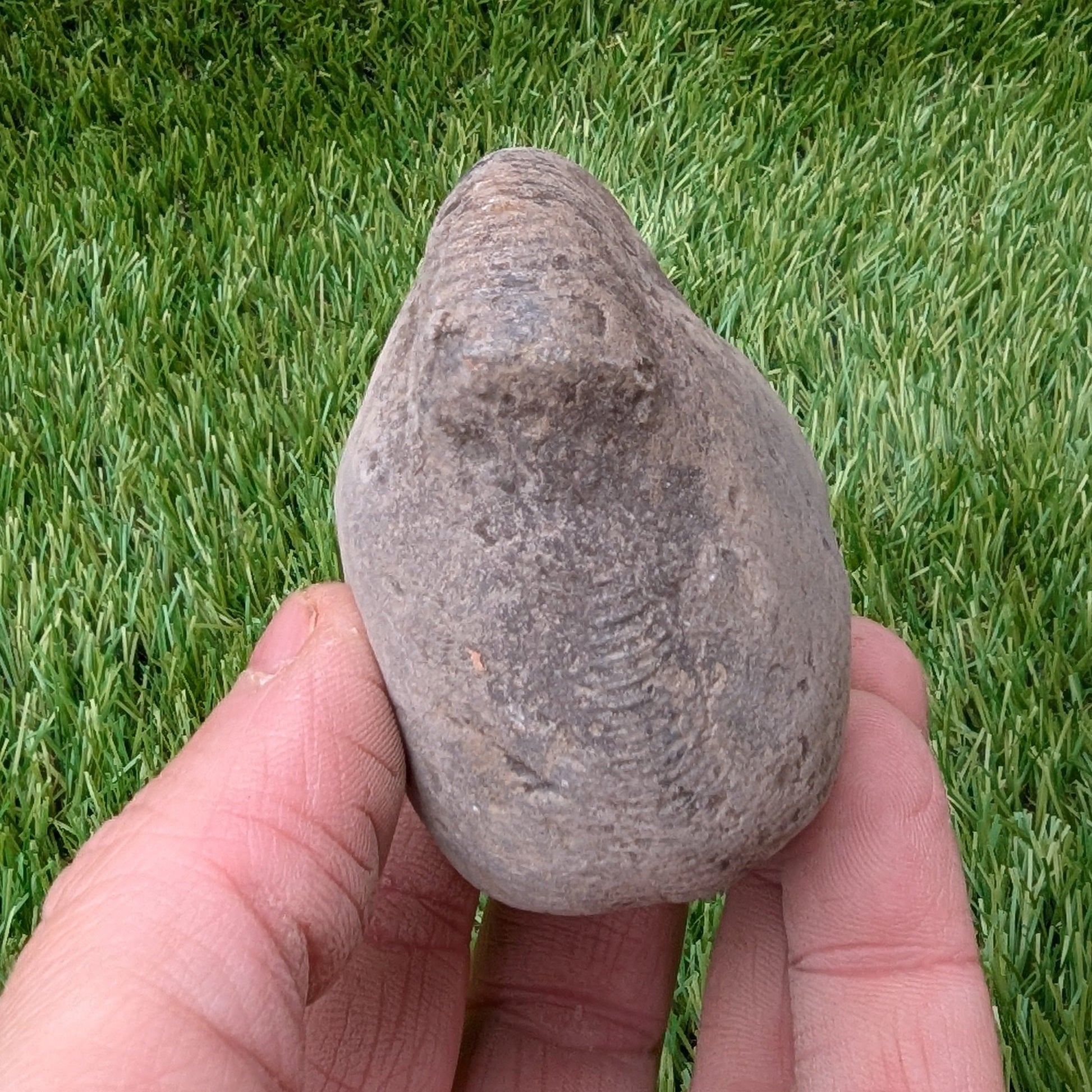 Split your own/ prepare your own ammonite fossil - North Yorkshire Fossils