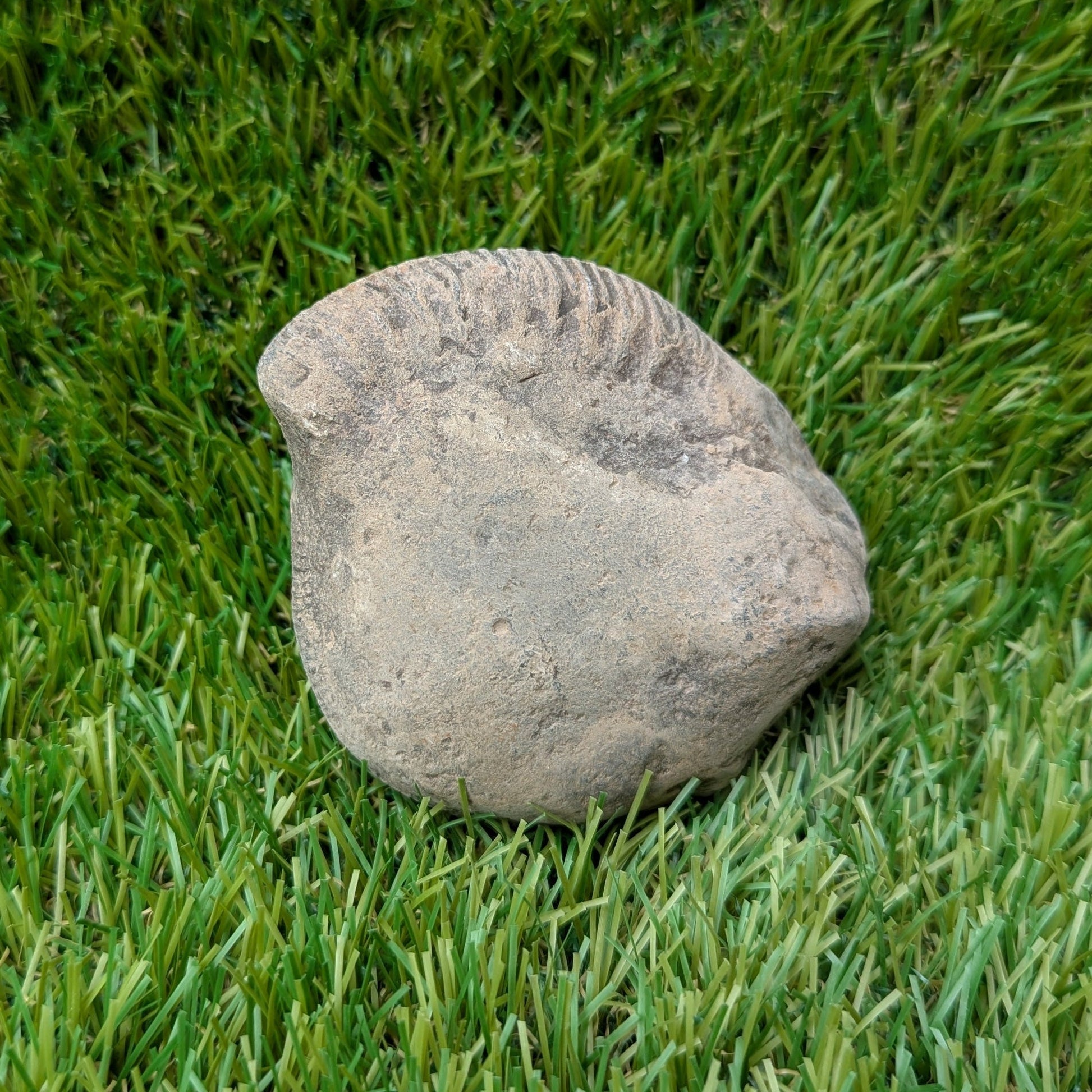 Split your own/ prepare your own ammonite fossil - North Yorkshire Fossils