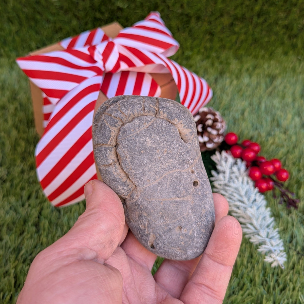 Split your own/ prepare your own ammonite fossil - North Yorkshire Fossils