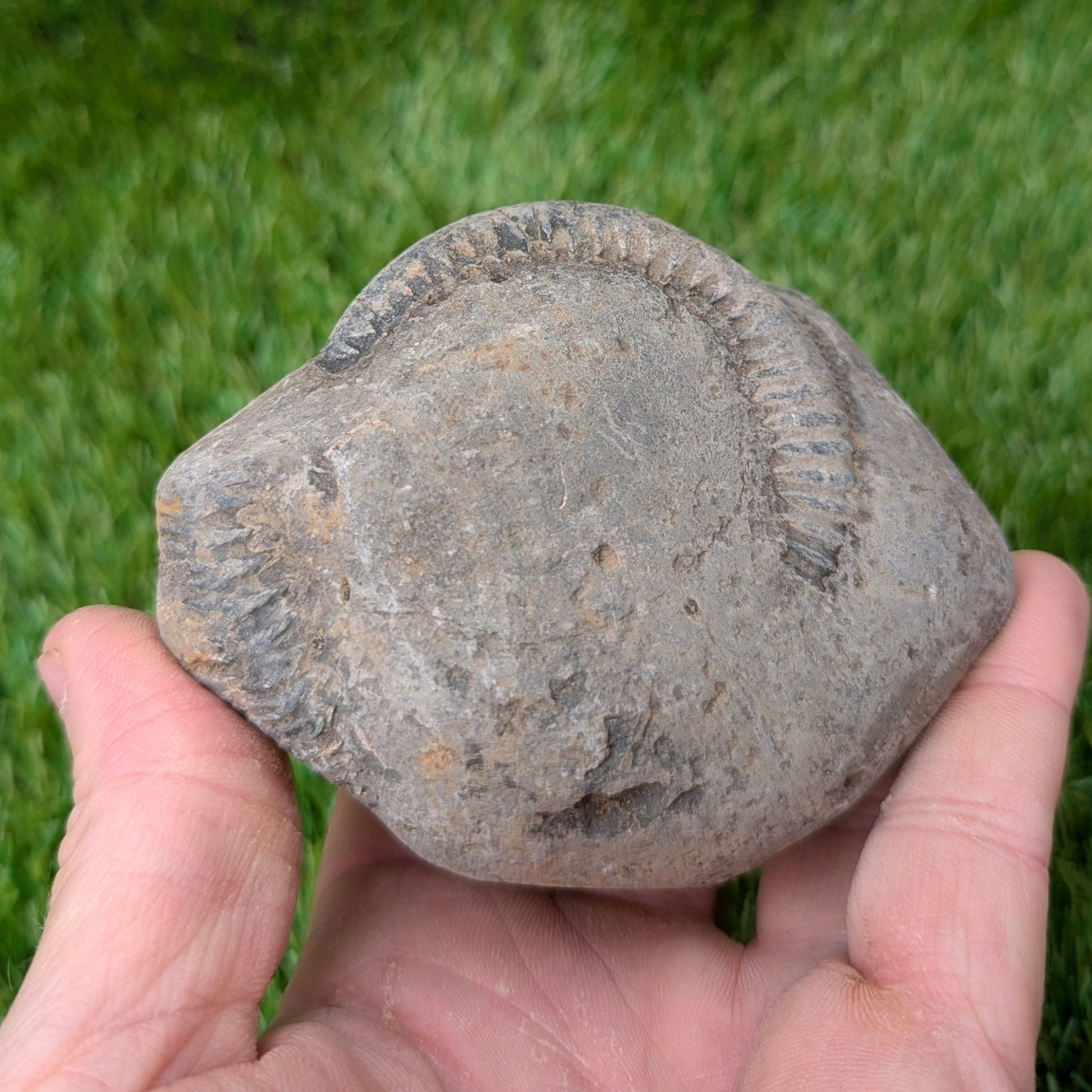Split your own/ prepare your own ammonite fossil - North Yorkshire Fossils