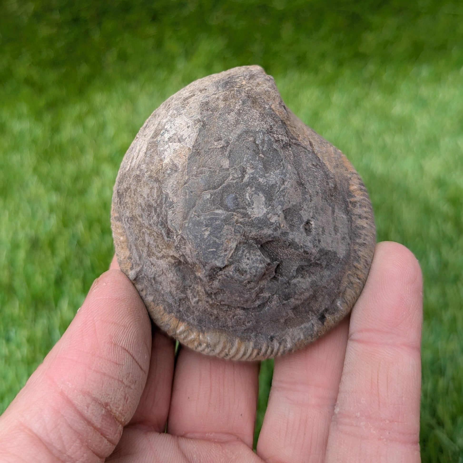 Split your own/ prepare your own ammonite fossil - North Yorkshire Fossils