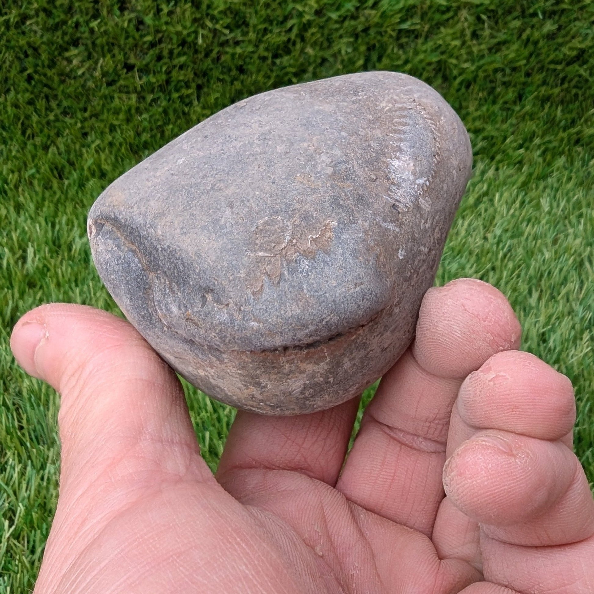 Split your own/ prepare your own ammonite fossil peronoceras - North Yorkshire Fossils