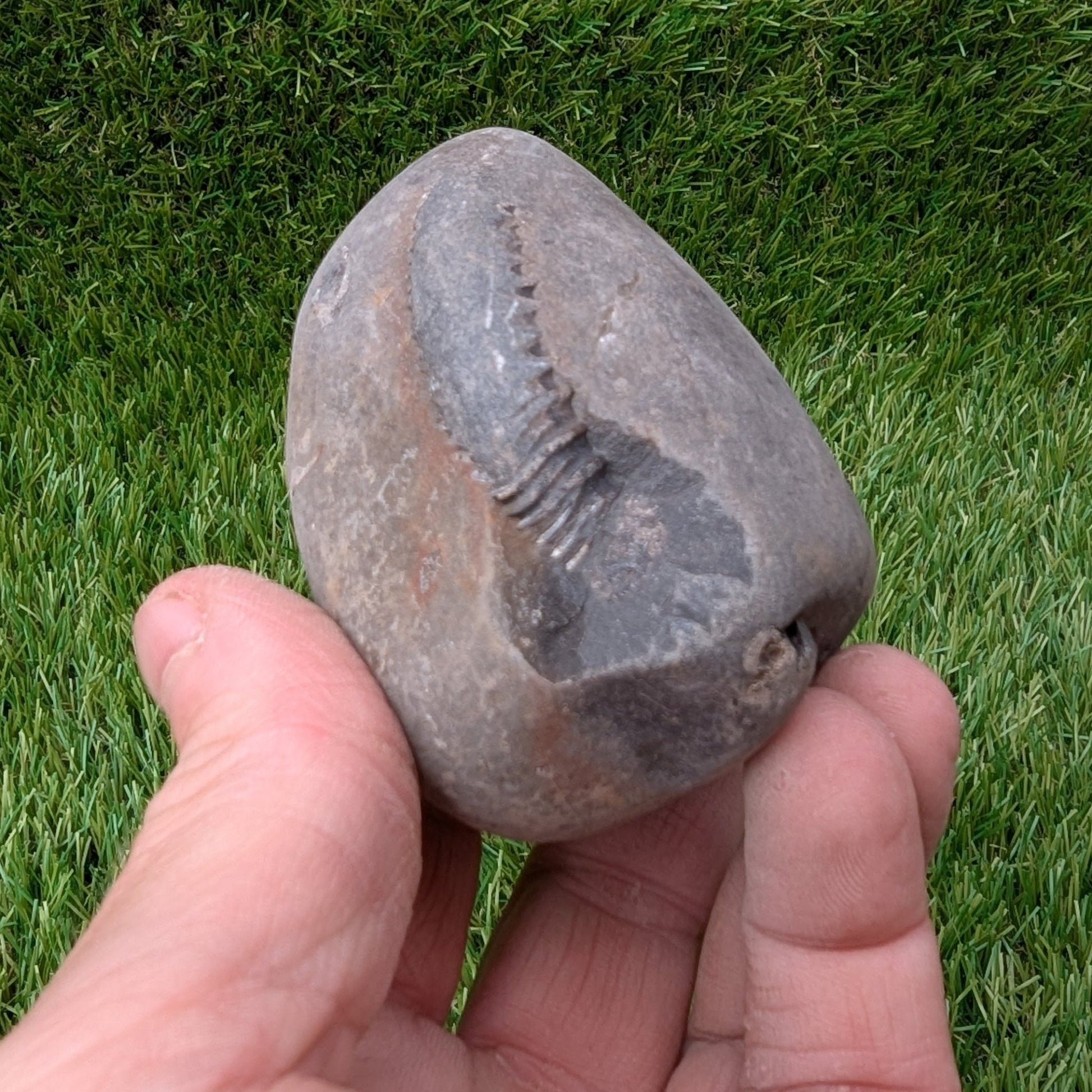 Split your own/ prepare your own ammonite fossil peronoceras - North Yorkshire Fossils
