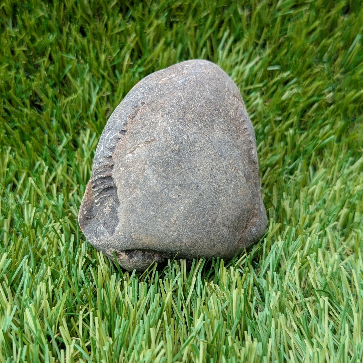 Split your own/ prepare your own ammonite fossil peronoceras - North Yorkshire Fossils
