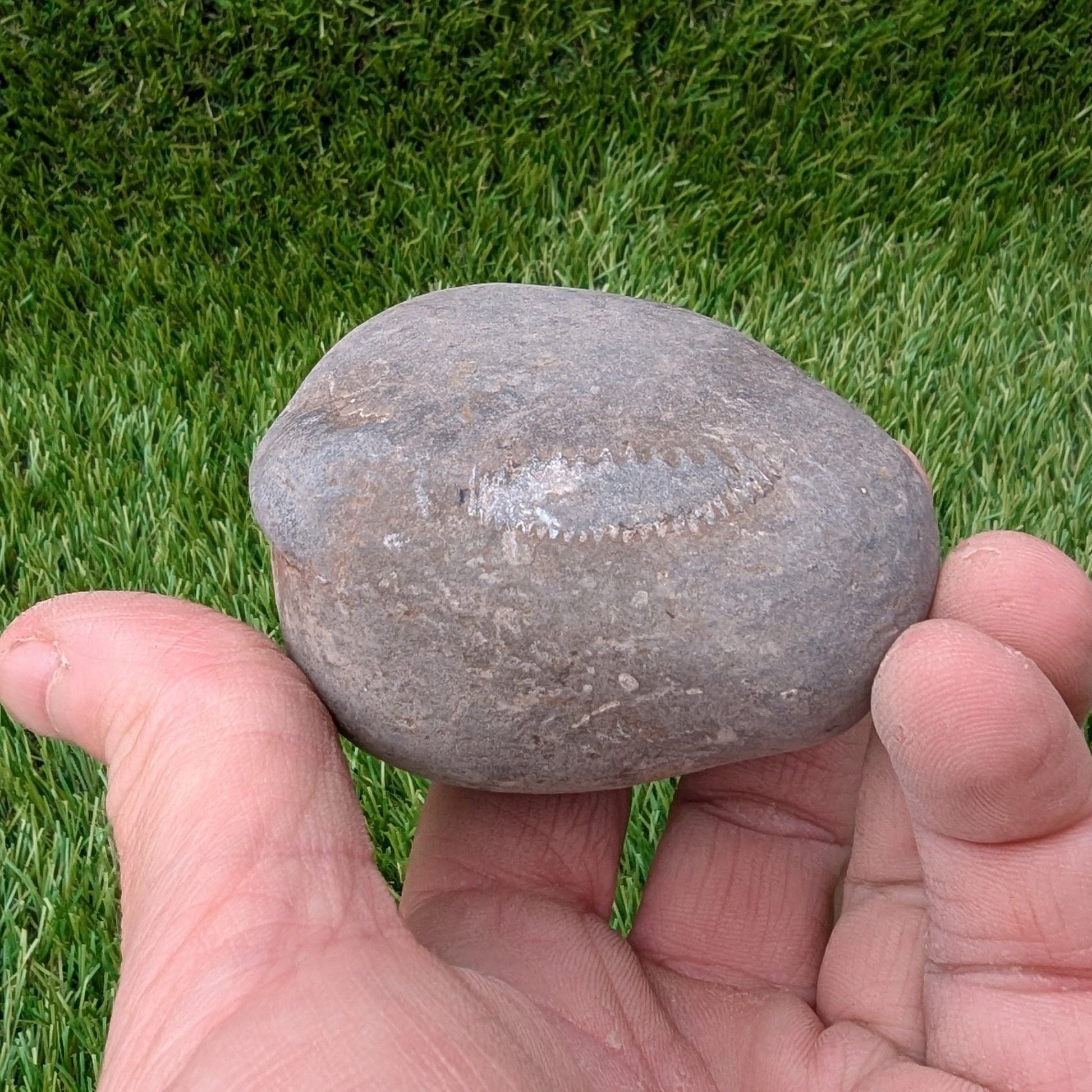 Split your own/ prepare your own ammonite fossil peronoceras - North Yorkshire Fossils