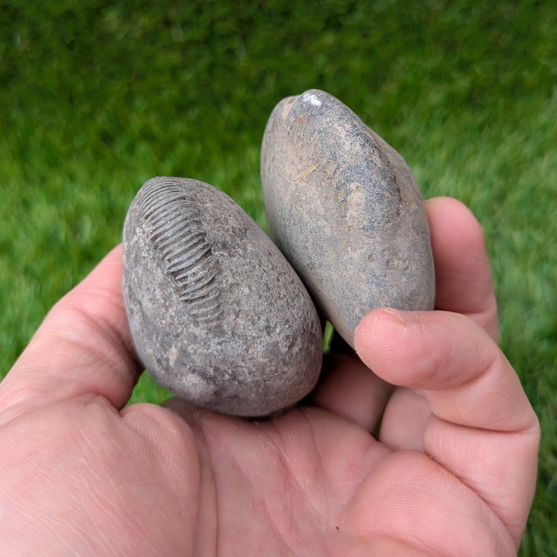 Split your own/ prepare your own ammonite fossil's bundle of 2 - North Yorkshire Fossils
